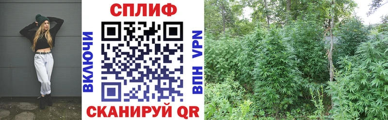 Каннабис Кущёвская